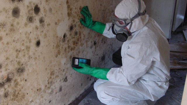 Mold Remediation Services